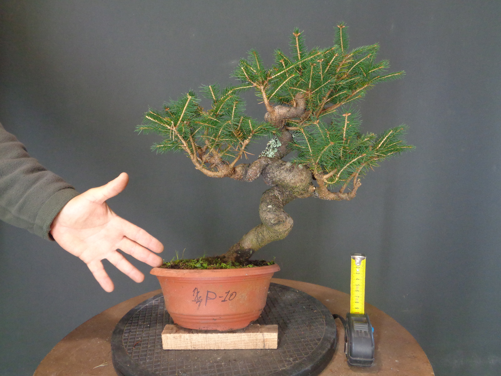 Picea abies