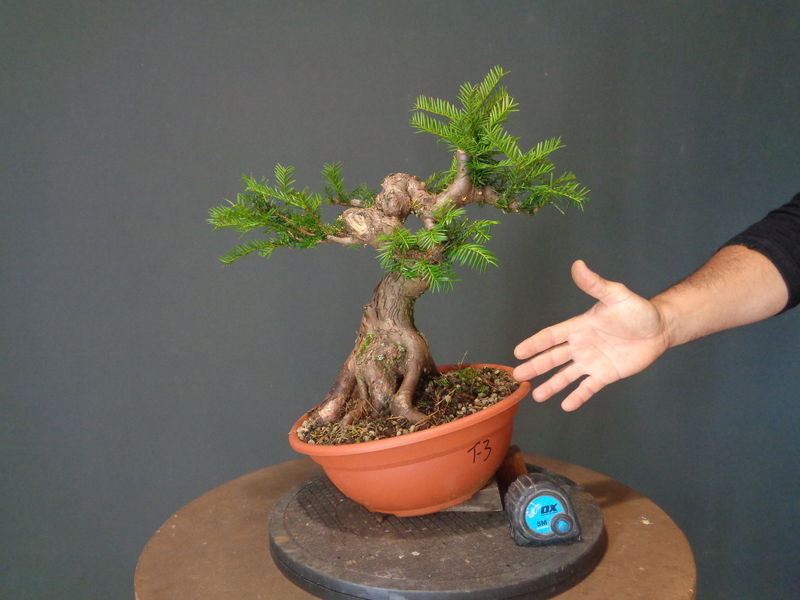 Taxus Baccata