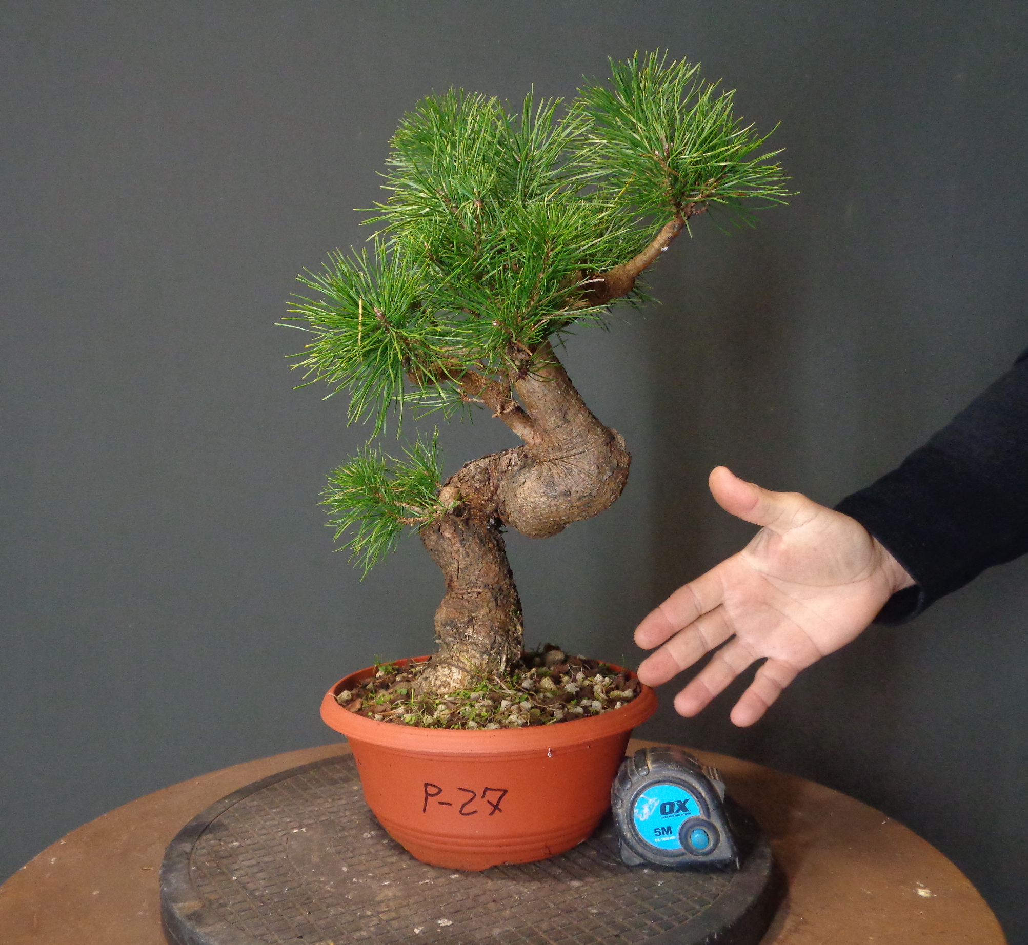 Pinus Sylvestris