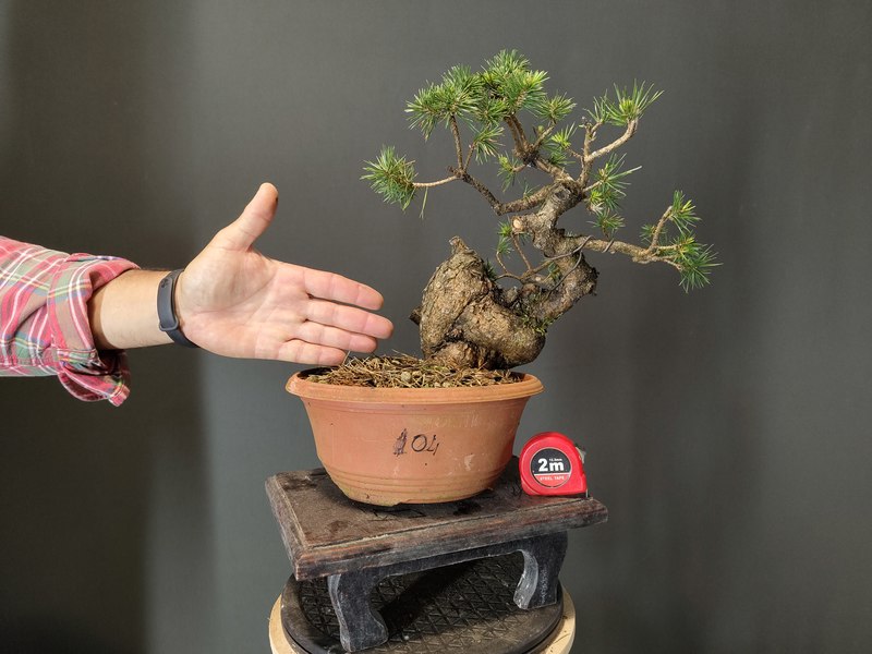Pinus Sylvestris
