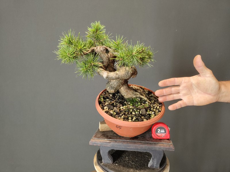 Pinus Sylvestris