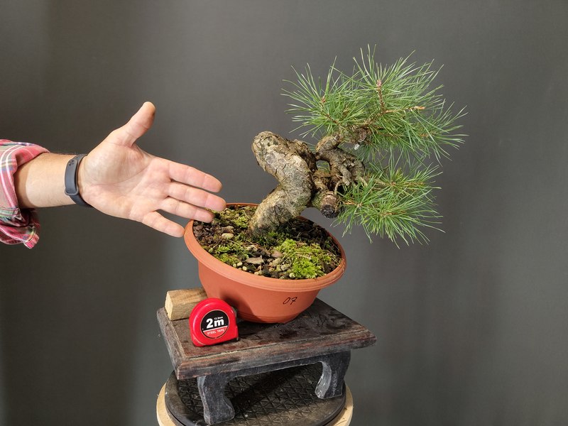 Pinus Sylvestris