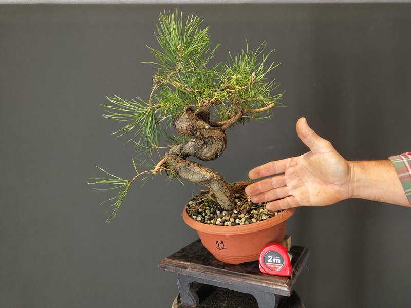 Pinus Sylvestris