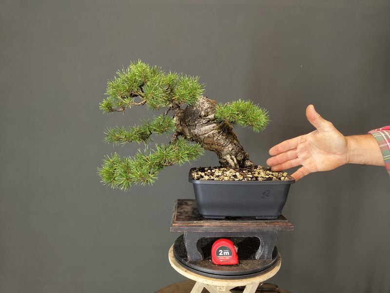 Pinus Sylvestris