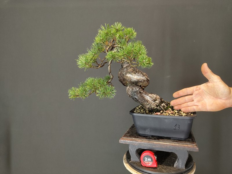 Pinus Sylvestris