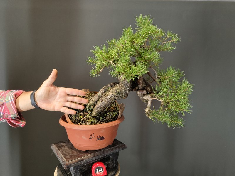 Pinus Sylvestris