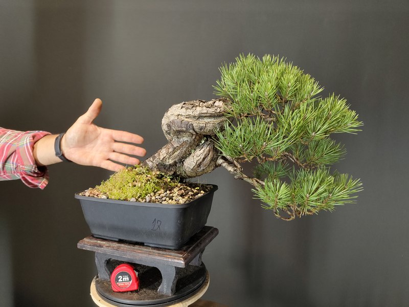 Pinus Sylvestris