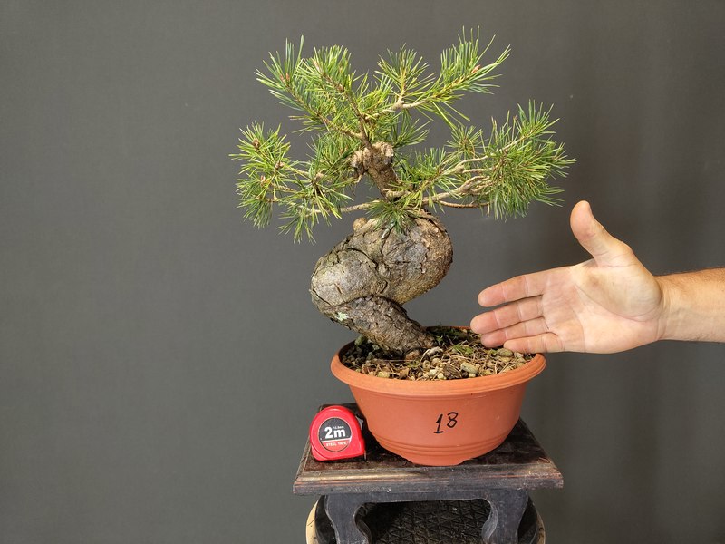 Pinus Sylvestris