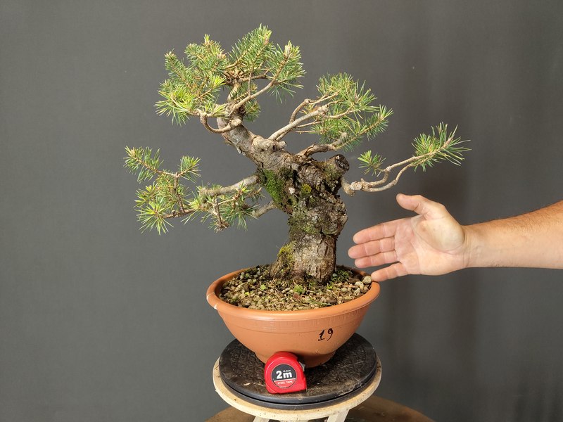 Pinus Sylvestris