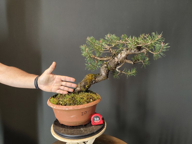 Pinus Sylvestris