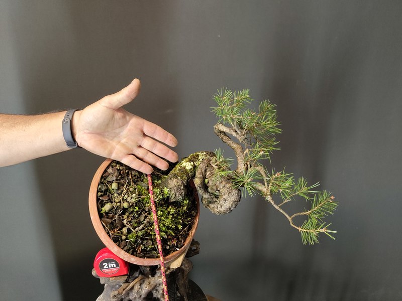 Pinus Sylvestris