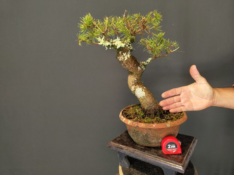 Larix Decidua