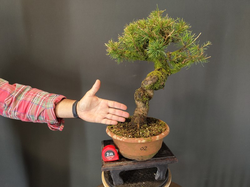 Larix Decidua