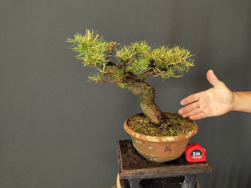 Larix Decidua