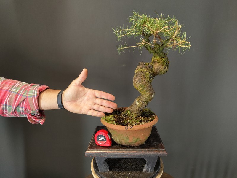 Larix Decidua