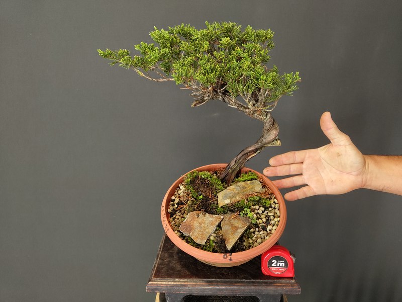 Juniperus Sabina