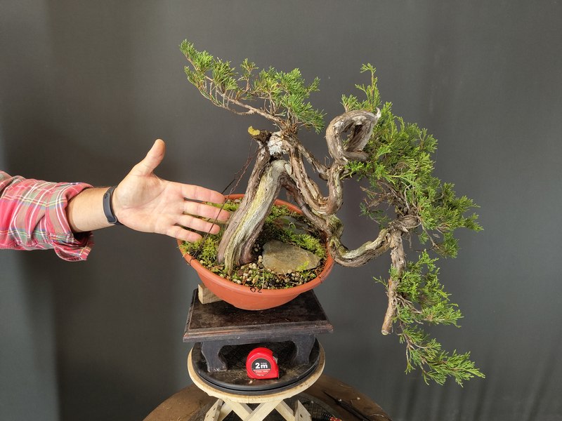 Juniperus Sabina