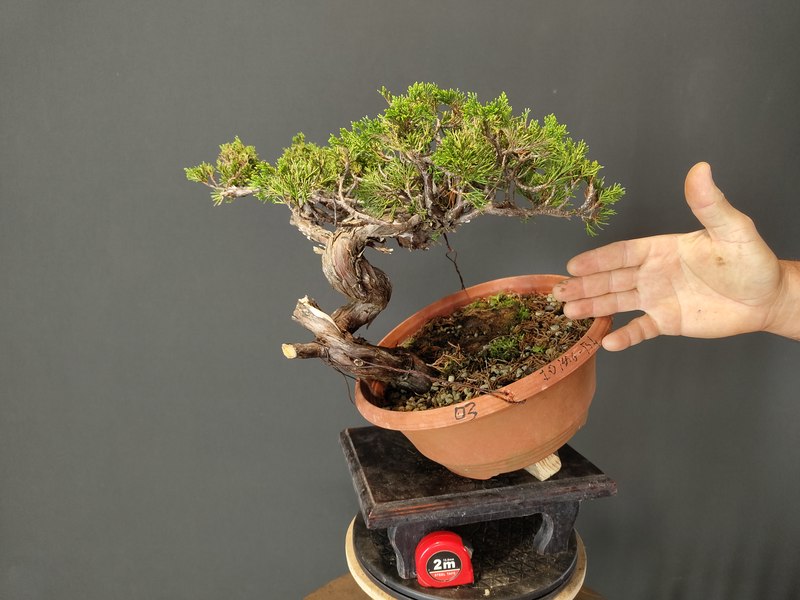 Juniperus Sabina