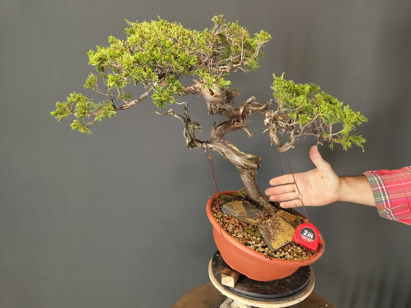 Juniperus Sabina SOLD