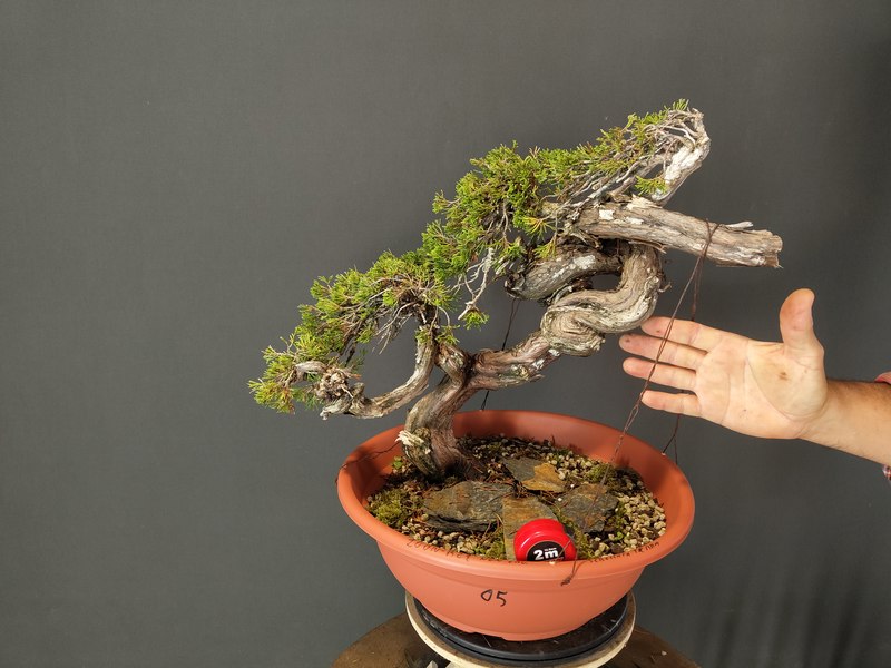 Juniperus Sabina SOLD