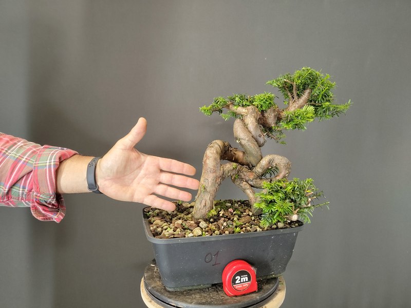 Taxus Baccata