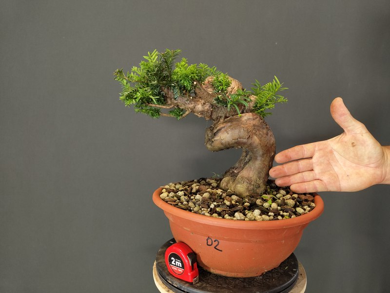 Taxus Baccata