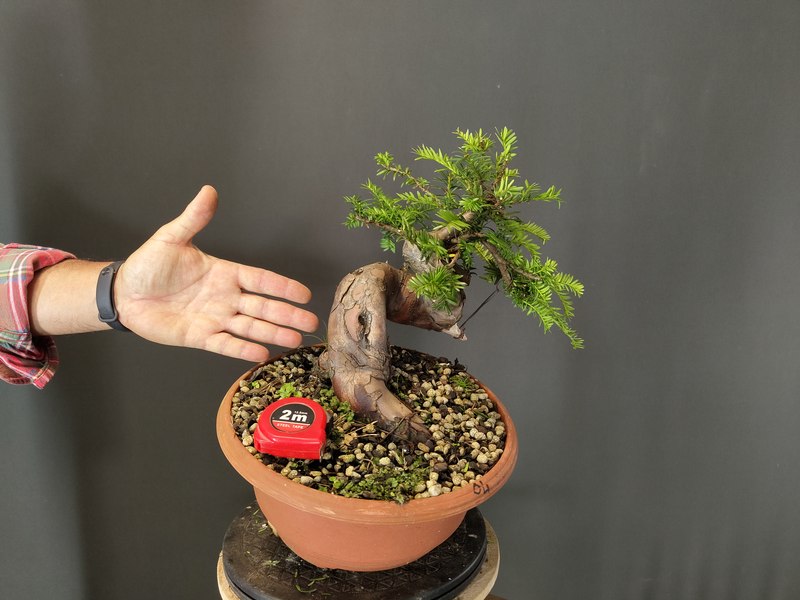 Taxus Baccata