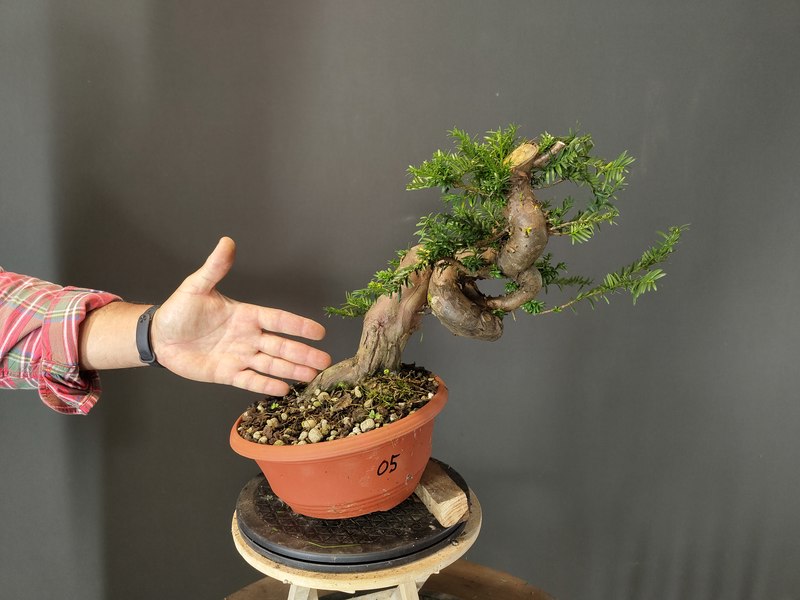 Taxus Baccata