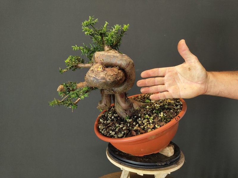 Taxus Baccata