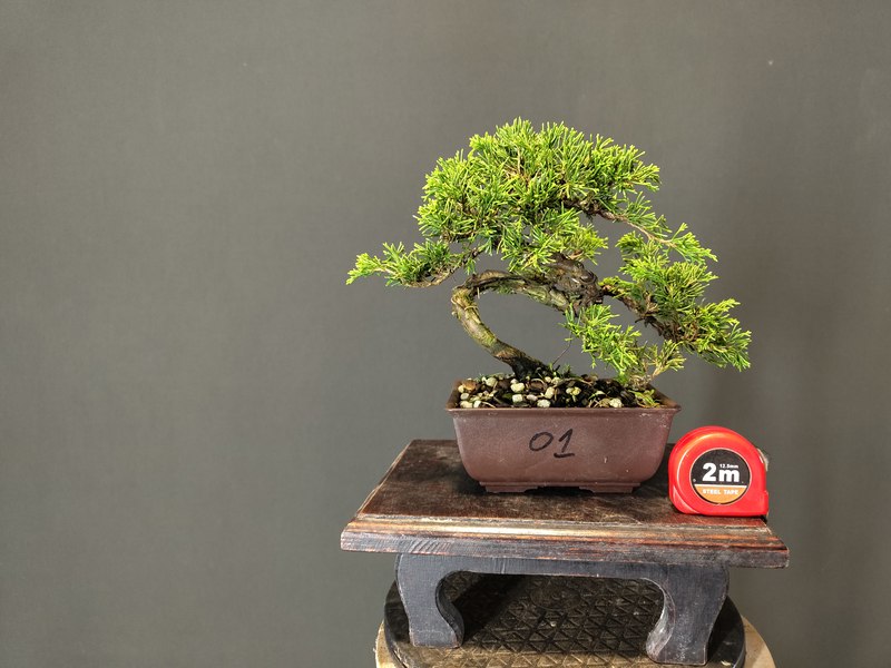 Juniperus Itoigawa