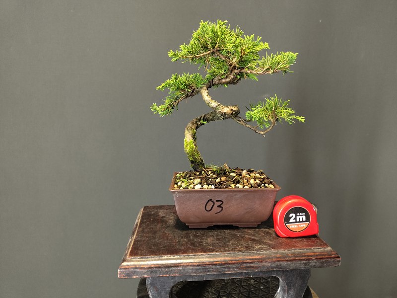 Juniperus Itoigawa