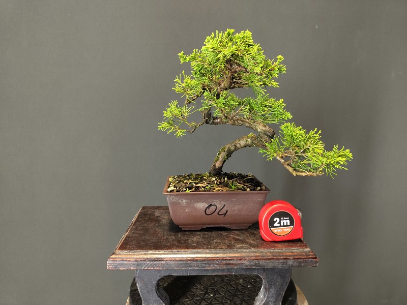 Juniperus Itoigawa