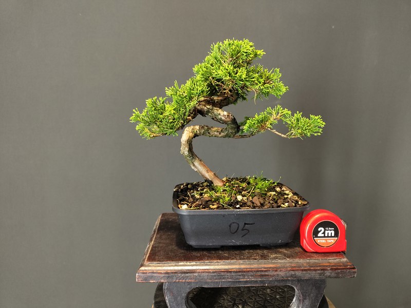 Juniperus Itoigawa