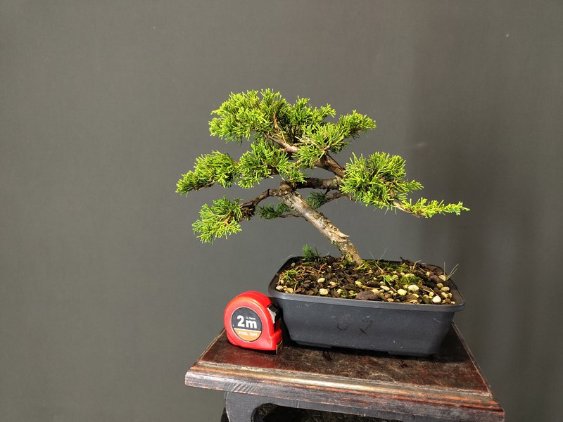 Juniperus Itoigawa