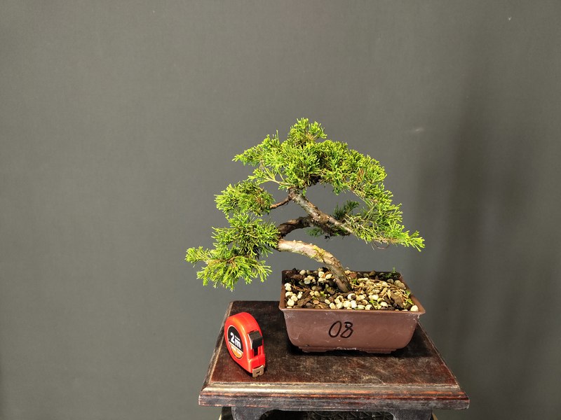 Juniperus Itoigawa