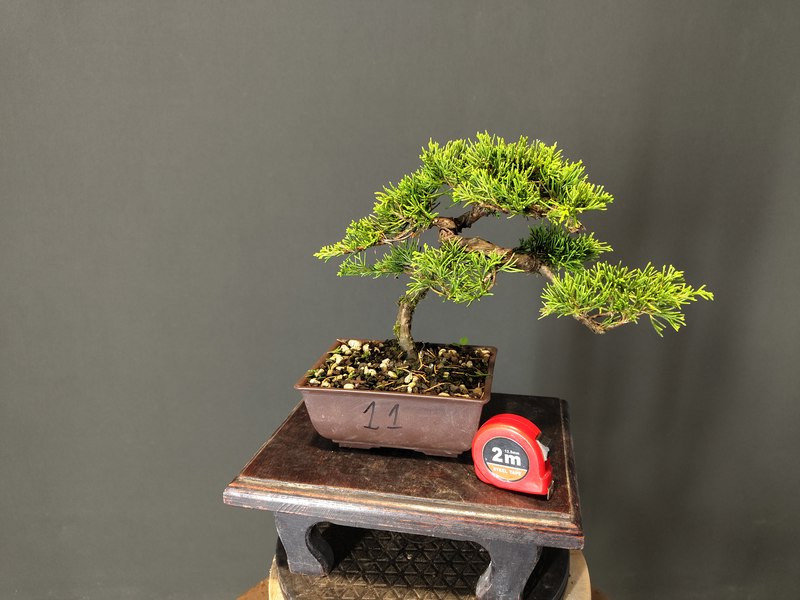 Juniperus Itoigawa