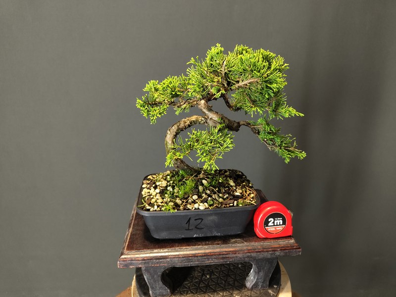 Juniperus Itoigawa