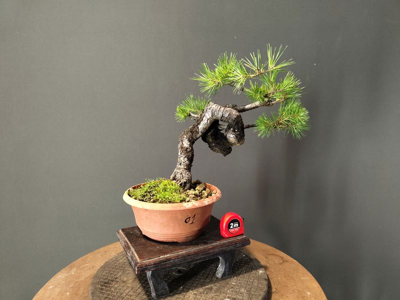 Pinus Sylvestris