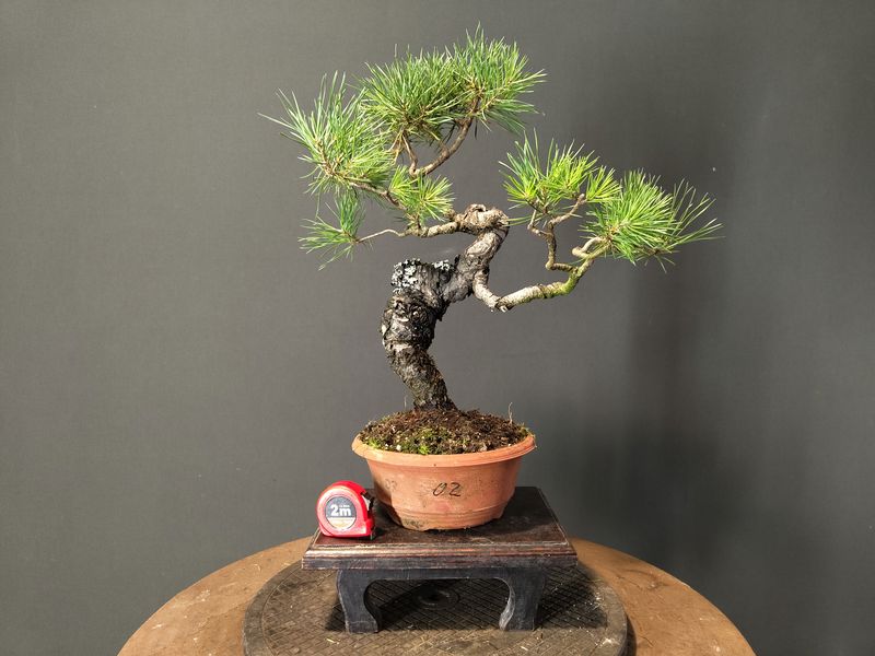 Pinus Sylvestris