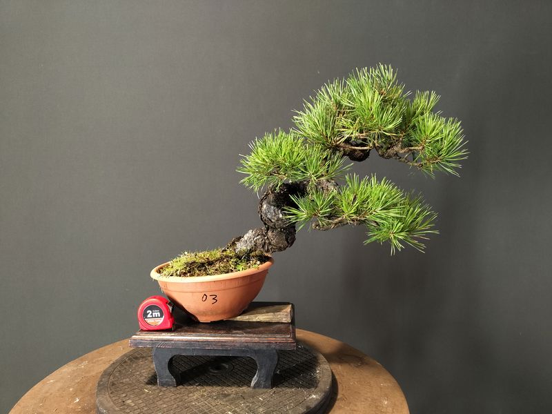 Pinus Sylvestris