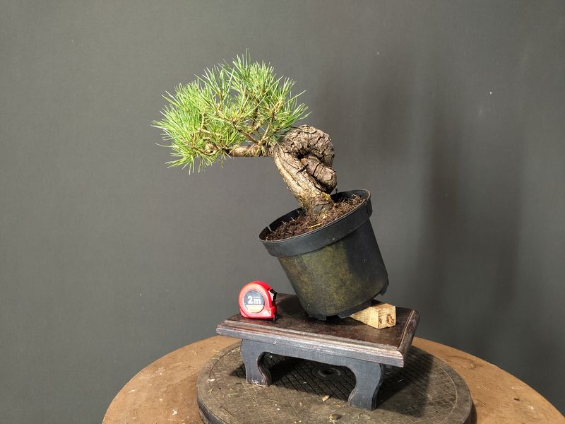 Pinus Sylvestris