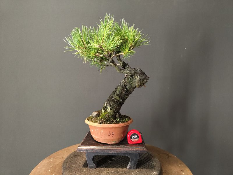 Pinus Sylvestris