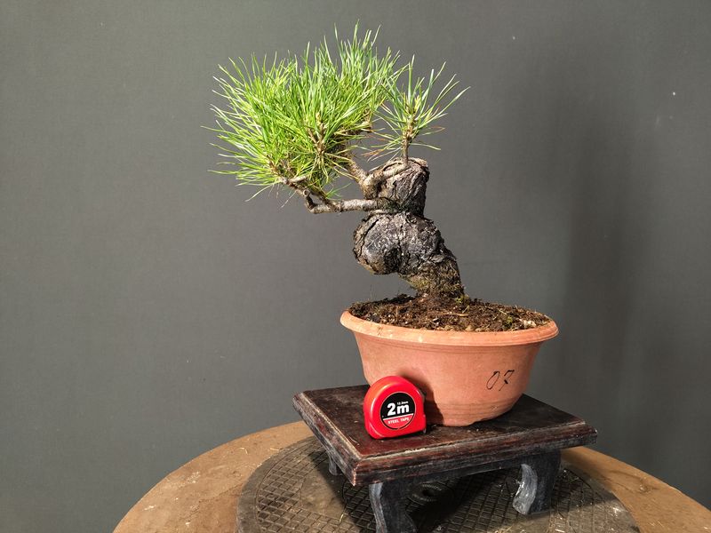 Pinus Sylvestris