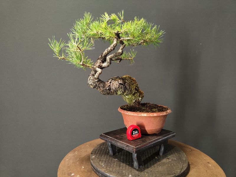 Pinus Sylvestris