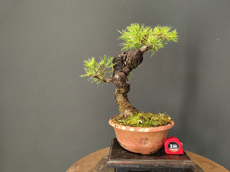 Pinus Sylvestris