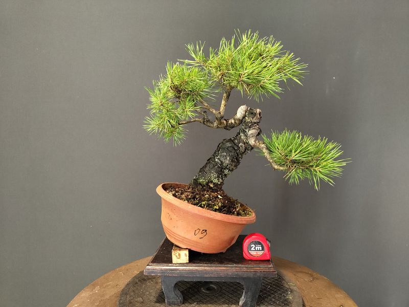 Pinus Sylvestris