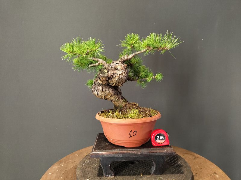 Pinus Sylvestris
