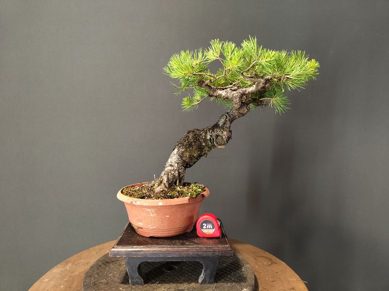 Pinus Sylvestris
