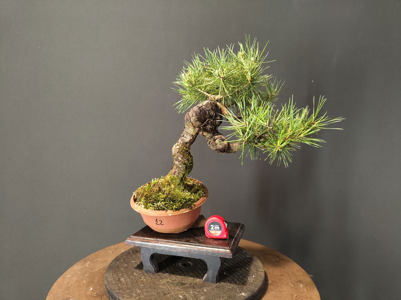 Pinus Sylvestris